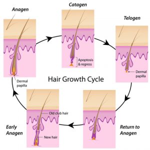 Pubic back hair grow my will Tips to